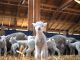 Sfaturi utile pentru crescătorii de oi