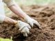Secretele cultivării zarzavaturilor în grădină: Ghid pentru grădinari începători
