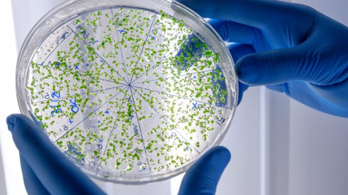 Enterococcus Enterococcus