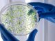 Enterococcus